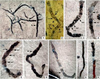 New Material of Carbonaceous Compressions from the ∼1.5 Ga Singhora Group, Chhattisgarh Supergroup, India, and their Interpretation as Benthic Algae